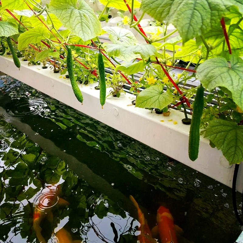 石嘴山市无土栽培鱼菜共生 - 价格